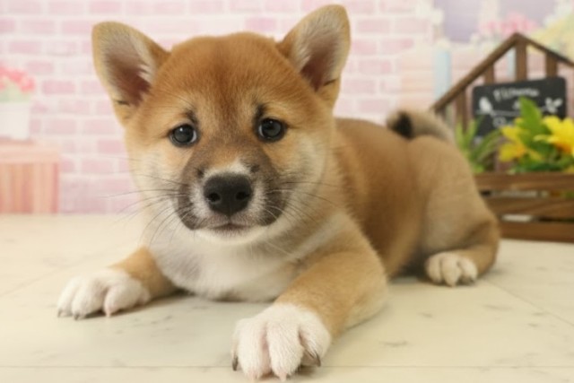 熊本県の柴犬(標準サイズ) (Coo&RIKUイオンモール宇城店/2025年10月6日生まれ/女の子/赤)の子犬の3枚目の画像