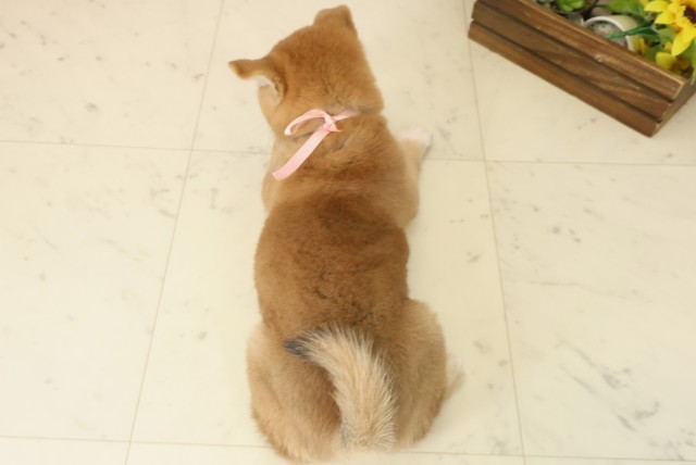 熊本県の柴犬(標準サイズ) (Coo&RIKUイオンモール宇城店/2025年10月6日生まれ/女の子/赤)の子犬の4枚目の画像