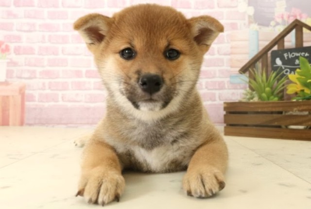 熊本県の柴犬(標準サイズ) (Coo&RIKU宇土シティモール店/2025年10月6日生まれ/女の子/赤)の子犬の1枚目の画像