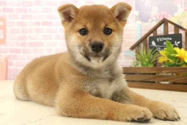 熊本県の柴犬(標準サイズ) (Coo&RIKU宇土シティモール店/2025年10月6日生まれ/女の子/赤)の子犬の2枚目の画像