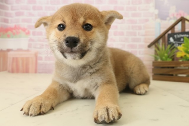 熊本県の柴犬(標準サイズ) (Coo&RIKU宇土シティモール店/2025年10月6日生まれ/女の子/赤)の子犬の3枚目の画像