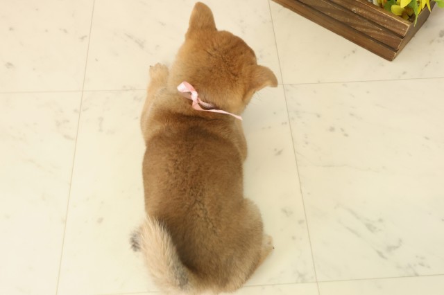 熊本県の柴犬(標準サイズ) (Coo&RIKU宇土シティモール店/2025年10月6日生まれ/女の子/赤)の子犬の4枚目の画像