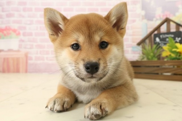 鹿児島県の柴犬(標準サイズ) (Coo&RIKU鹿屋店/2025年10月6日生まれ/女の子/赤)の子犬の1枚目の画像