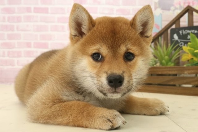 鹿児島県の柴犬(標準サイズ) (Coo&RIKU鹿屋店/2025年10月6日生まれ/女の子/赤)の子犬の2枚目の画像