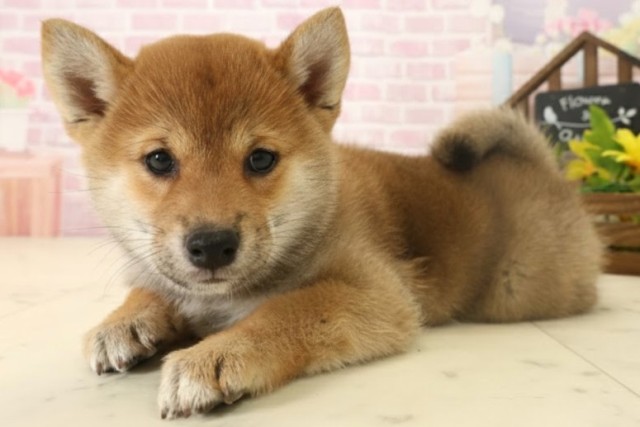 鹿児島県の柴犬(標準サイズ) (Coo&RIKU鹿屋店/2025年10月6日生まれ/女の子/赤)の子犬の3枚目の画像