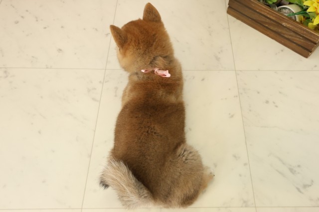 鹿児島県の柴犬(標準サイズ) (Coo&RIKU鹿屋店/2025年10月6日生まれ/女の子/赤)の子犬の4枚目の画像