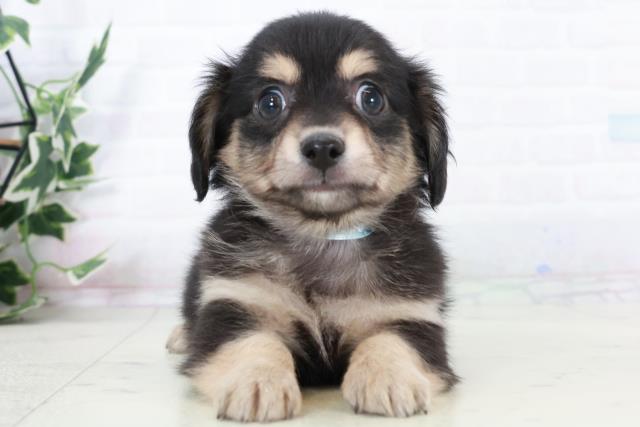 宮崎県のチワックス(チワワ×ダックス) (Coo&RIKU宮崎店/2025年10月6日生まれ/男の子/ブラックタン)の子犬の1枚目の画像