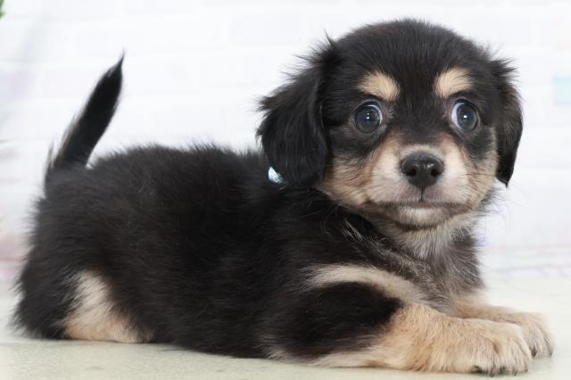 宮崎県のチワックス(チワワ×ダックス) (Coo&RIKU宮崎店/2025年10月6日生まれ/男の子/ブラックタン)の子犬の2枚目の画像