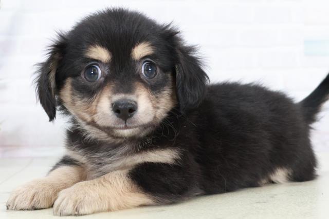 宮崎県のチワックス(チワワ×ダックス) (Coo&RIKU宮崎店/2025年10月6日生まれ/男の子/ブラックタン)の子犬の3枚目の画像