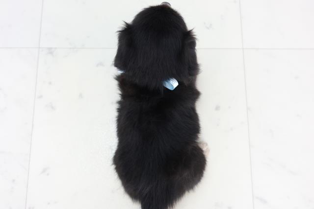 宮崎県のチワックス(チワワ×ダックス) (Coo&RIKU宮崎店/2025年10月6日生まれ/男の子/ブラックタン)の子犬の4枚目の画像