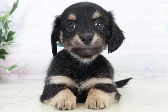 福岡県のチワックス(チワワ×ダックス) (Coo&RIKUゆめタウン飯塚店/2025年10月6日生まれ/男の子/ブラックタン)の子犬