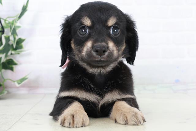 福岡県のチワックス(チワワ×ダックス) (Coo&RIKU福岡古賀店/2025年10月6日生まれ/女の子/ブラックタン)の子犬