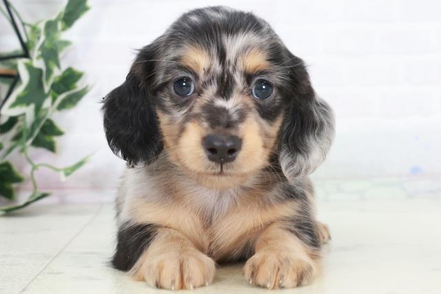 ミニチュア・ダックスフンド