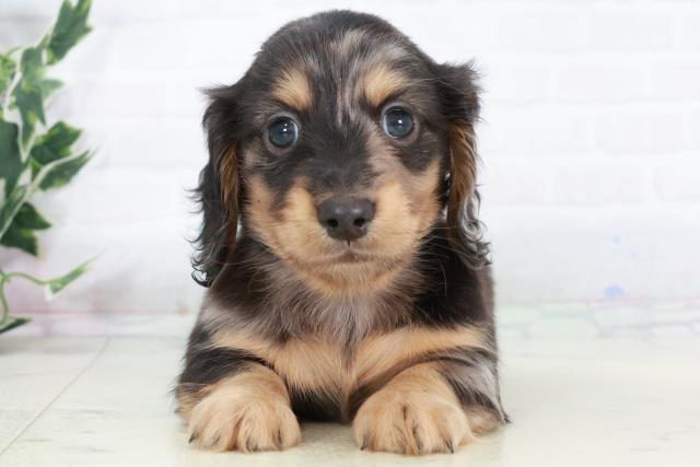 ミニチュア・ダックスフンド