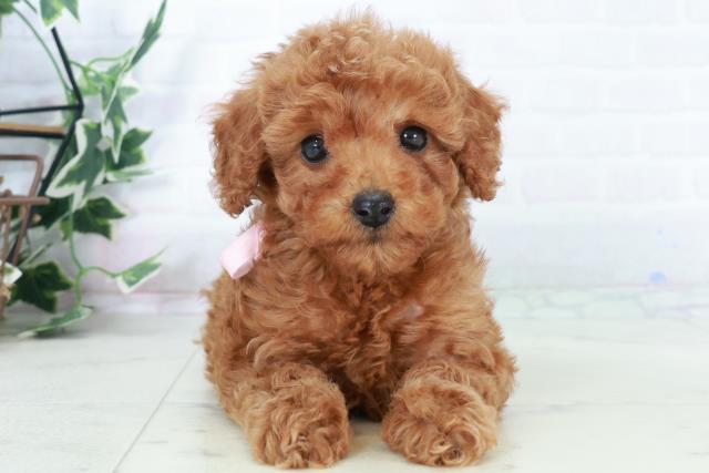 福岡県のトイプードル(トイ) (Coo&RIKU黒崎店/2025年10月5日生まれ/女の子/レッド)の子犬