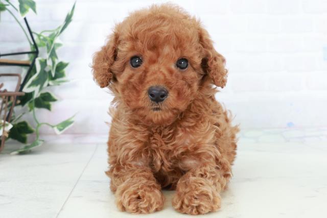 熊本県のトイプードル(トイ) (Coo&RIKUカリーノ玉名店/2025年10月5日生まれ/女の子/レッド)の子犬の1枚目の画像