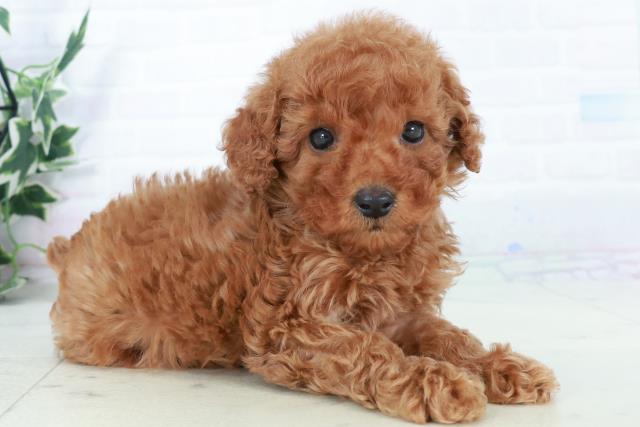 熊本県のトイプードル(トイ) (Coo&RIKUカリーノ玉名店/2025年10月5日生まれ/女の子/レッド)の子犬の2枚目の画像