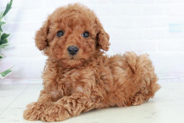 熊本県のトイプードル(トイ) (Coo&RIKUカリーノ玉名店/2025年10月5日生まれ/女の子/レッド)の子犬の3枚目の画像