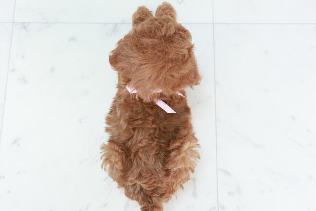 熊本県のトイプードル(トイ) (Coo&RIKUカリーノ玉名店/2025年10月5日生まれ/女の子/レッド)の子犬の4枚目の画像