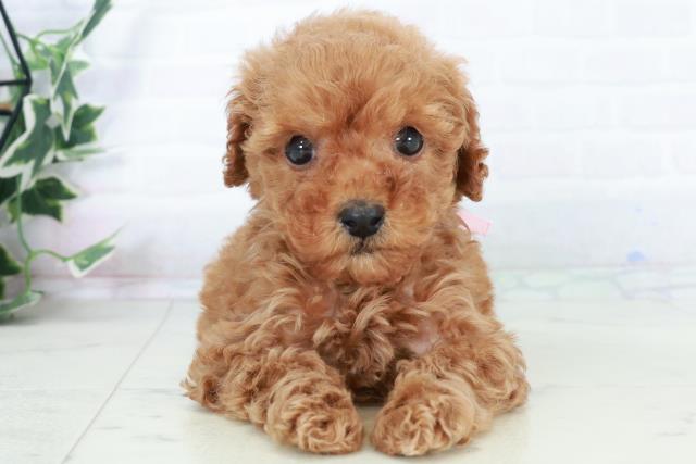 トイ・プードル