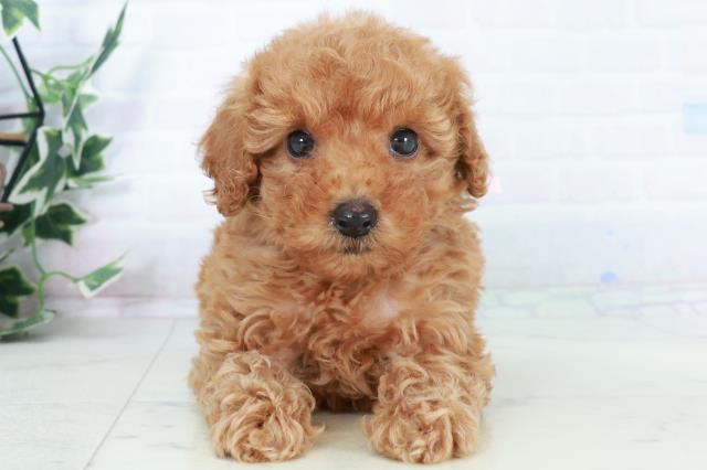 トイ・プードル