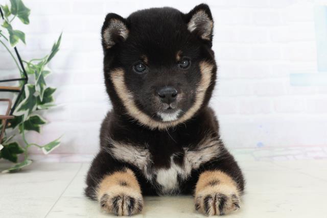 熊本県の豆柴 (Coo&RIKUカリーノ玉名店/2025年10月3日生まれ/男の子/黒)の子犬の1枚目の画像