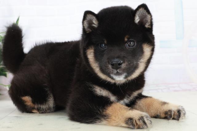 熊本県の豆柴 (Coo&RIKUカリーノ玉名店/2025年10月3日生まれ/男の子/黒)の子犬の2枚目の画像