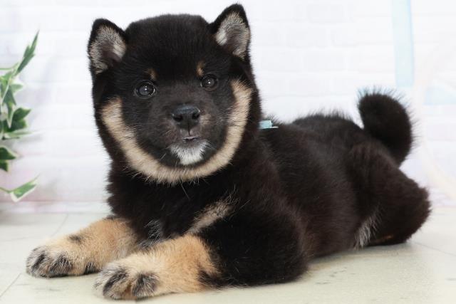 熊本県の豆柴 (Coo&RIKUカリーノ玉名店/2025年10月3日生まれ/男の子/黒)の子犬の3枚目の画像