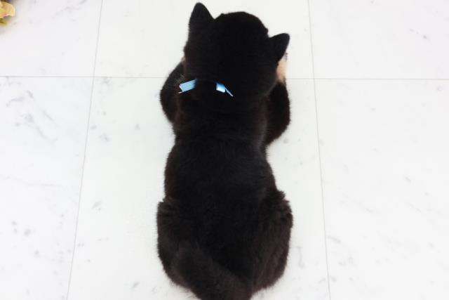 熊本県の豆柴 (Coo&RIKUカリーノ玉名店/2025年10月3日生まれ/男の子/黒)の子犬の4枚目の画像