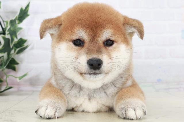 福岡県の柴犬(標準サイズ) (Coo&RIKUゆめタウン飯塚店/2025年10月7日生まれ/女の子/赤)の子犬の1枚目の画像