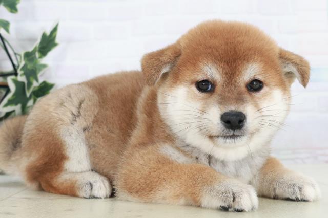 福岡県の柴犬(標準サイズ) (Coo&RIKUゆめタウン飯塚店/2025年10月7日生まれ/女の子/赤)の子犬の2枚目の画像