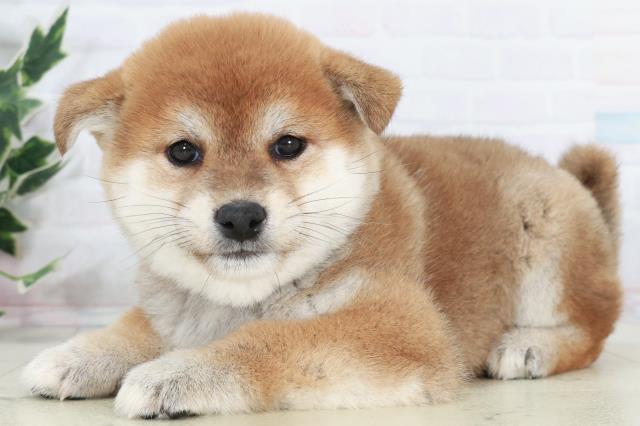 福岡県の柴犬(標準サイズ) (Coo&RIKUゆめタウン飯塚店/2025年10月7日生まれ/女の子/赤)の子犬の3枚目の画像