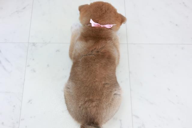 福岡県の柴犬(標準サイズ) (Coo&RIKUゆめタウン飯塚店/2025年10月7日生まれ/女の子/赤)の子犬の4枚目の画像