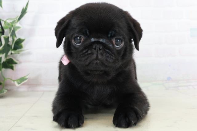 福岡県のパグ (Coo&RIKUゆめタウン飯塚店/2025年10月3日生まれ/女の子/ブラック)の子犬