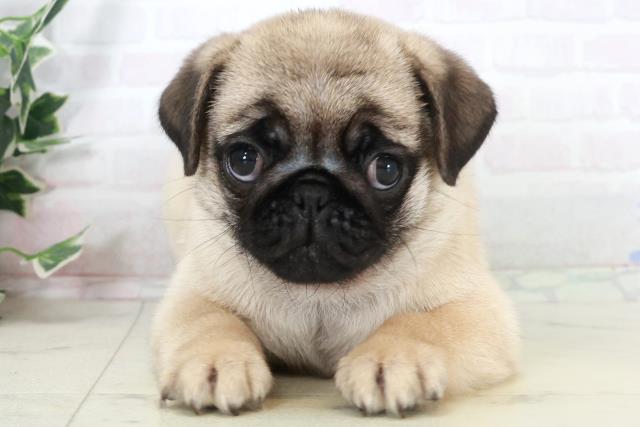 福岡県のパグ (Coo&RIKU福岡古賀店/2025年10月3日生まれ/女の子/フォーン)の子犬