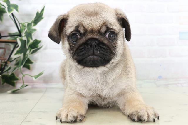 福岡県のパグ (Coo&RIKUフォレストシティ春日店/2025年10月5日生まれ/男の子/フォーン)の子犬