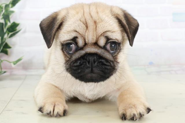 佐賀県のパグ (Coo&RIKU佐賀神埼店/2025年10月5日生まれ/女の子/フォーン)の子犬の1枚目の画像