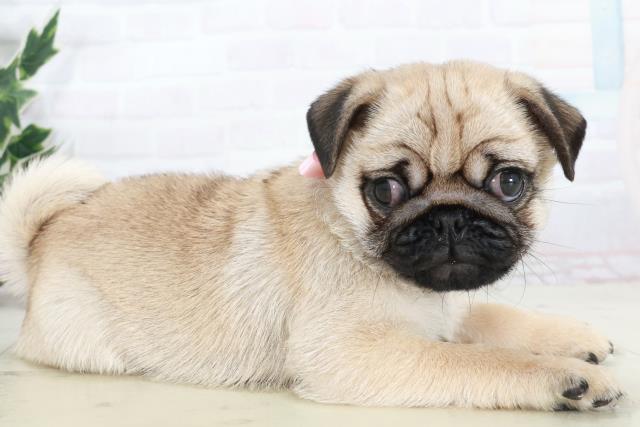 佐賀県のパグ (Coo&RIKU佐賀神埼店/2025年10月5日生まれ/女の子/フォーン)の子犬の2枚目の画像