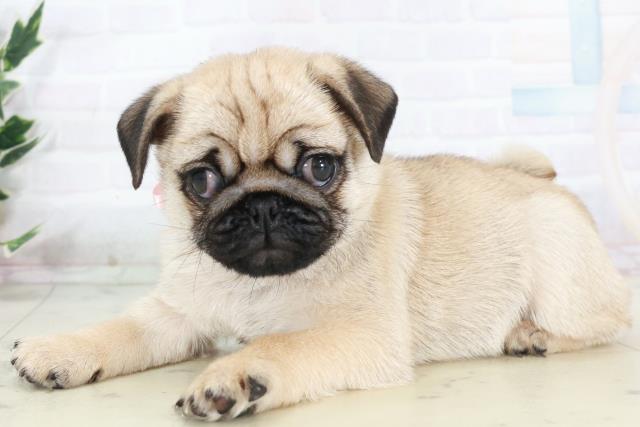 佐賀県のパグ (Coo&RIKU佐賀神埼店/2025年10月5日生まれ/女の子/フォーン)の子犬の3枚目の画像