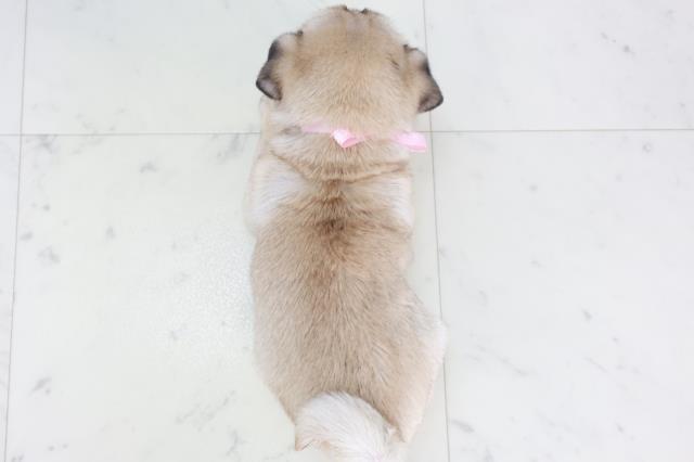 佐賀県のパグ (Coo&RIKU佐賀神埼店/2025年10月5日生まれ/女の子/フォーン)の子犬の4枚目の画像
