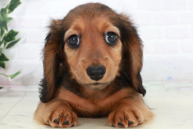 ミニチュア・ダックスフンド