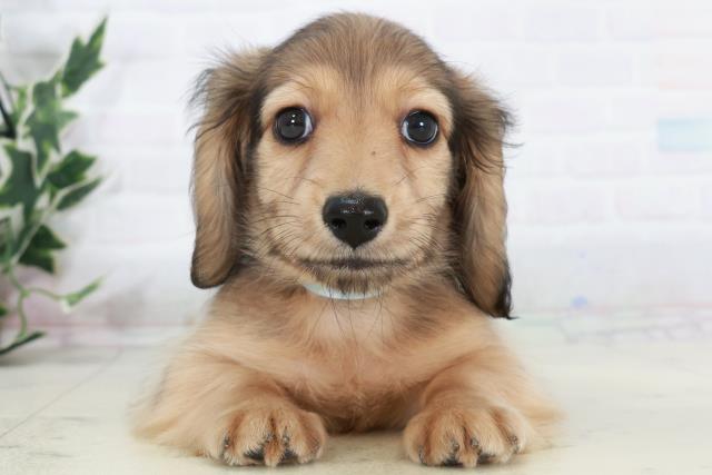 ミニチュア・ダックスフンド