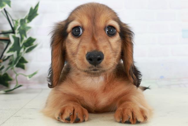 ミニチュア・ダックスフンド