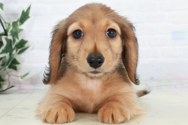 ミニチュア・ダックスフンド