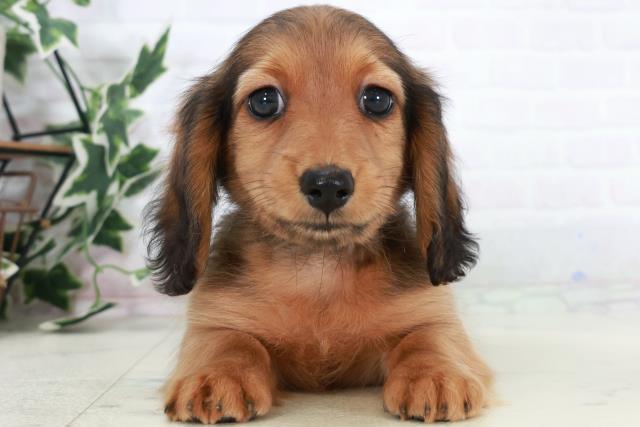 ミニチュア・ダックスフンド