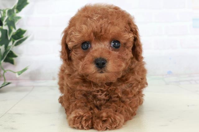 福岡県のトイプードル(トイ) (Coo&RIKUフォレストシティ春日店/2025年10月5日生まれ/女の子/レッドフォーン)の子犬