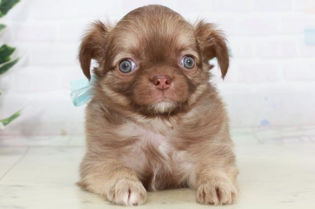 鹿児島県のチワワ(ロング) (Coo&RIKU霧島店/2025年10月6日生まれ/男の子/チョコレートフォーン)の子犬の1枚目の画像