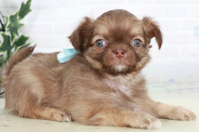 鹿児島県のチワワ(ロング) (Coo&RIKU霧島店/2025年10月6日生まれ/男の子/チョコレートフォーン)の子犬の2枚目の画像