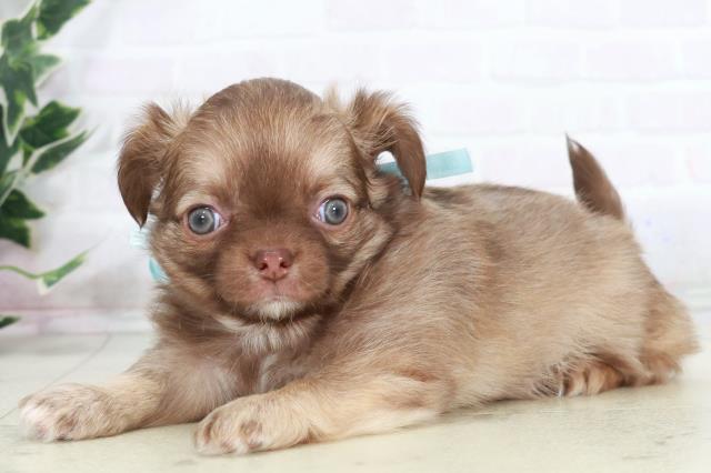 鹿児島県のチワワ(ロング) (Coo&RIKU霧島店/2025年10月6日生まれ/男の子/チョコレートフォーン)の子犬の3枚目の画像