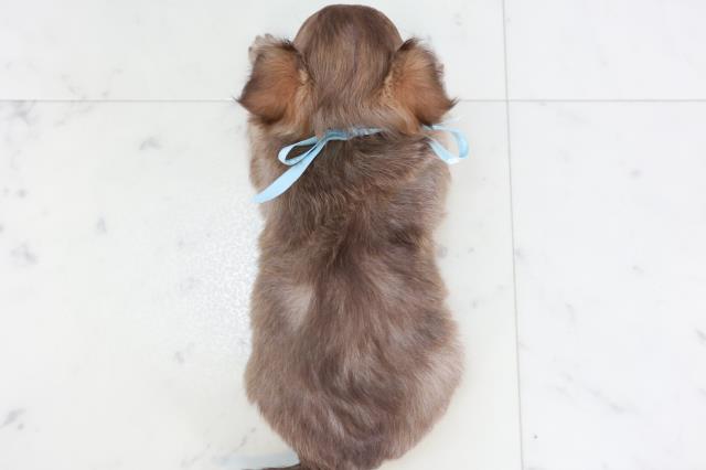 鹿児島県のチワワ(ロング) (Coo&RIKU霧島店/2025年10月6日生まれ/男の子/チョコレートフォーン)の子犬の4枚目の画像